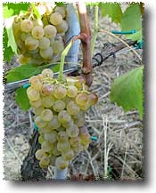 Vernaccia